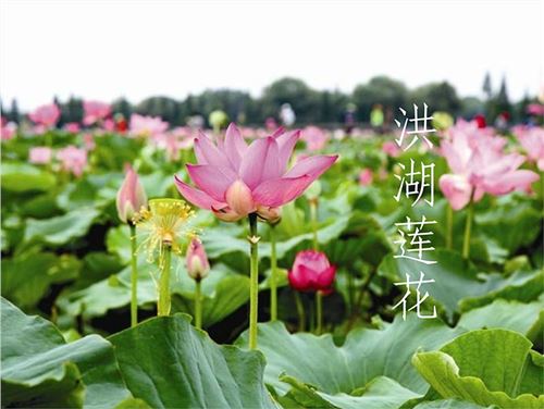 武汉非遗