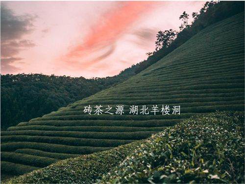 湖北茶礼