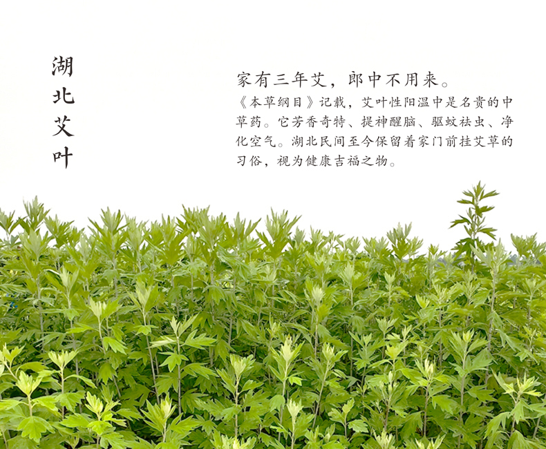 湖北艾叶 名贵中草药 湖北艾叶 名贵中草药