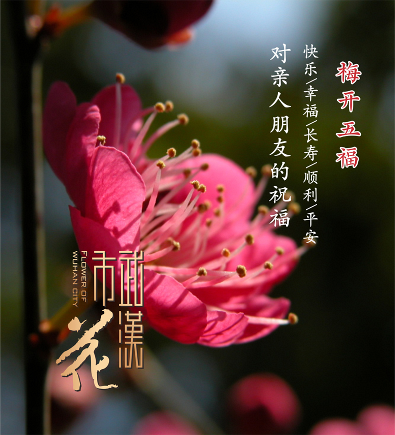 梅开五福的祝福